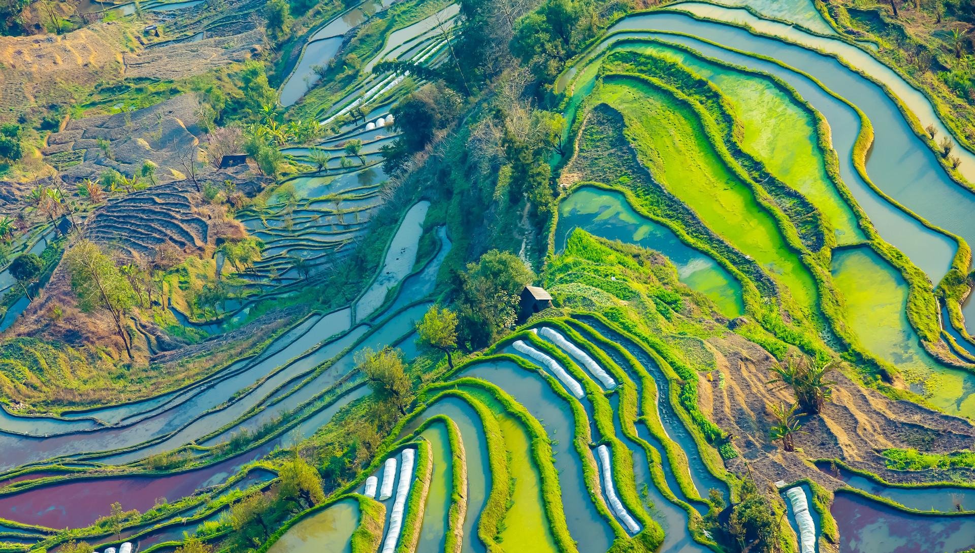层层叠叠的绿色梯田航拍景观